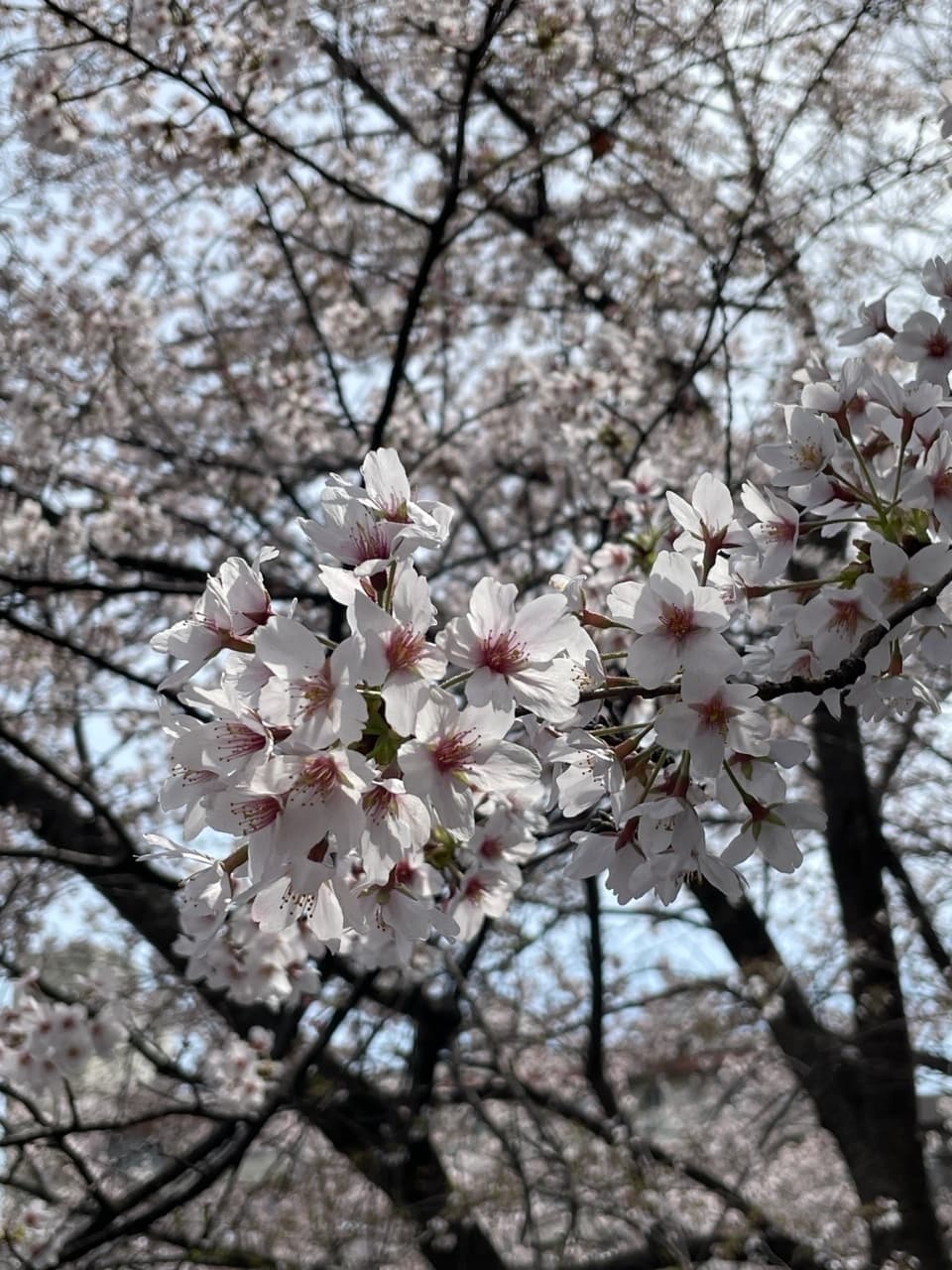 Tokyo Moon: Toshio Matsuura