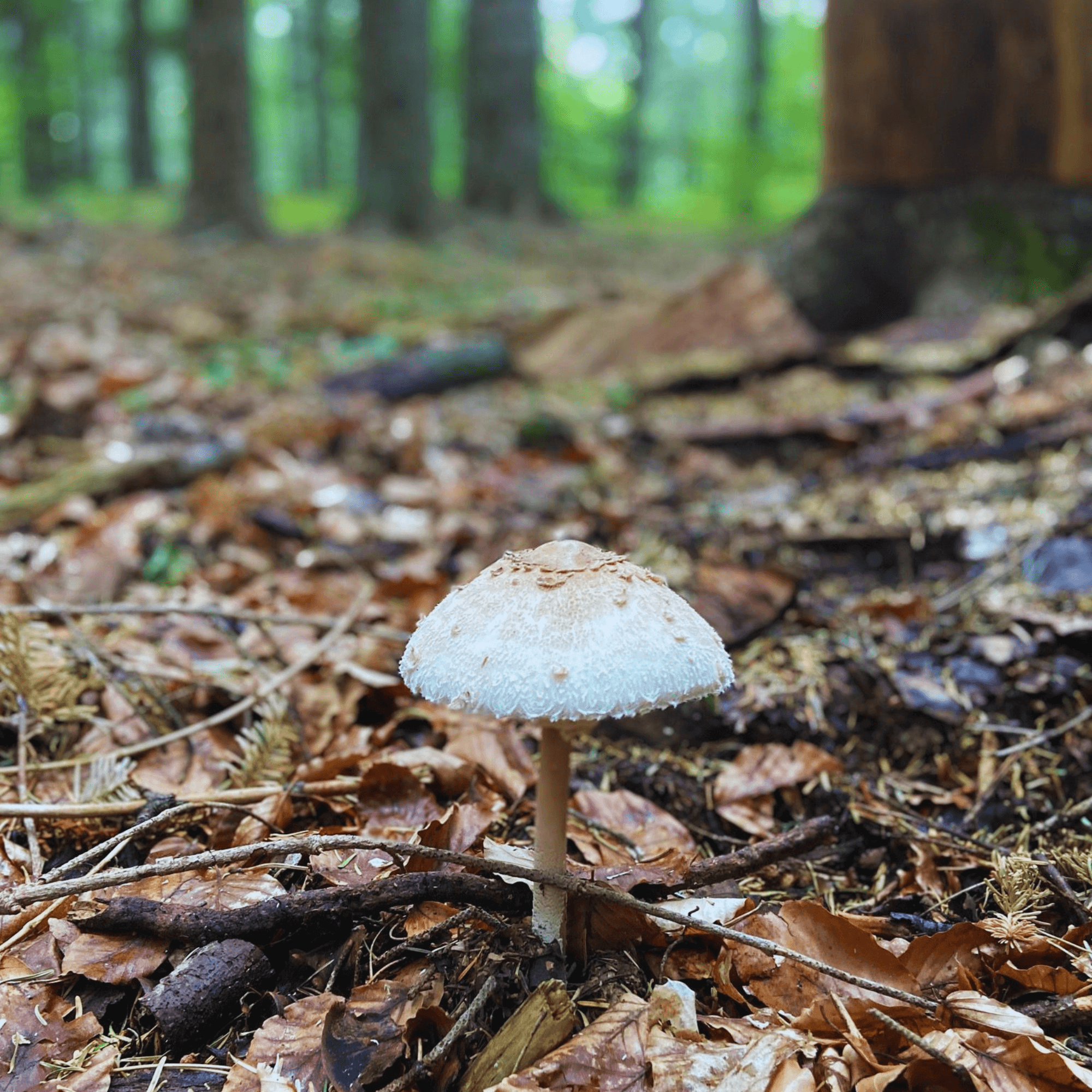 Love From Rome: Khalab