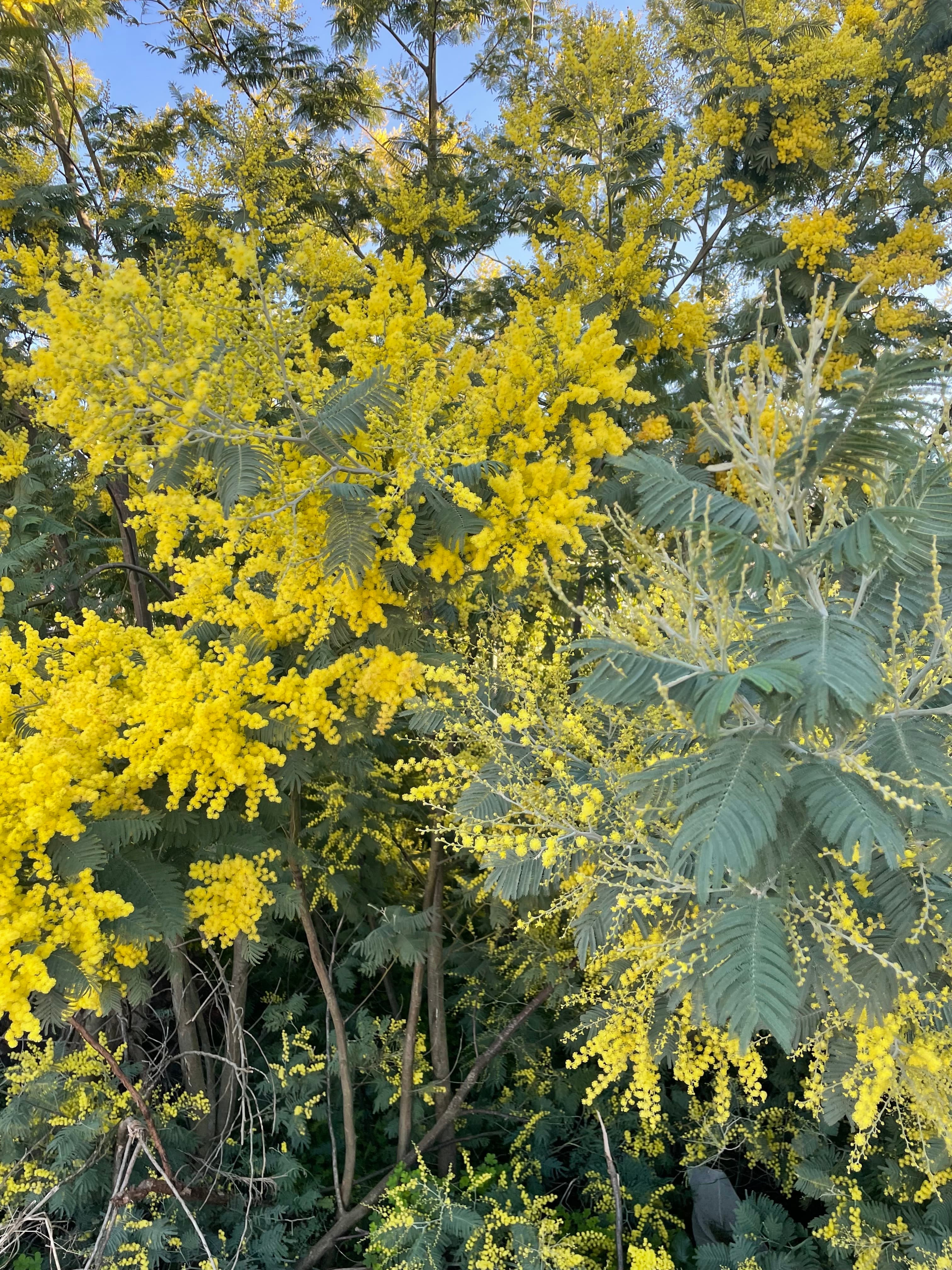 Mothership Connection: Pete BBE