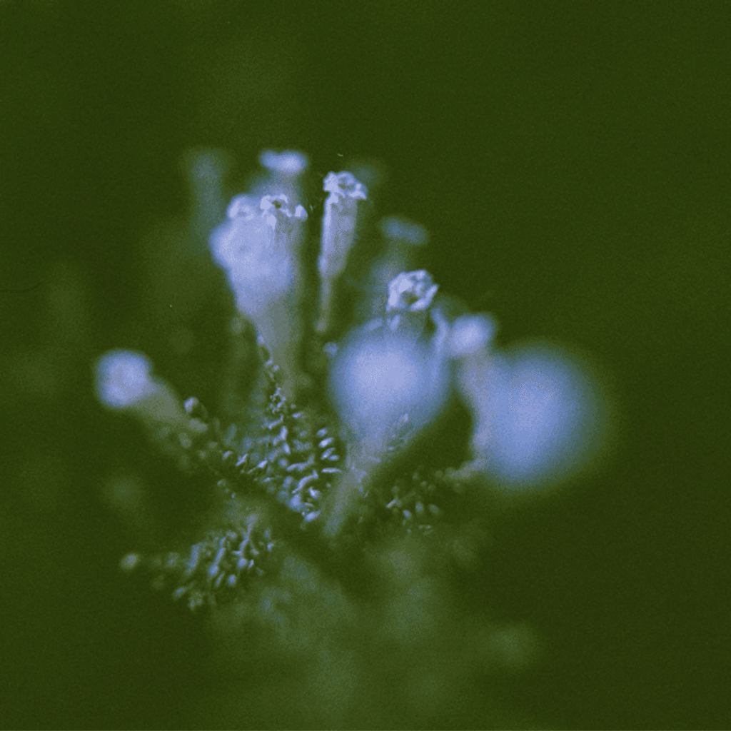 Floresta: Nicola Cruz with Machìna // 30-07-20