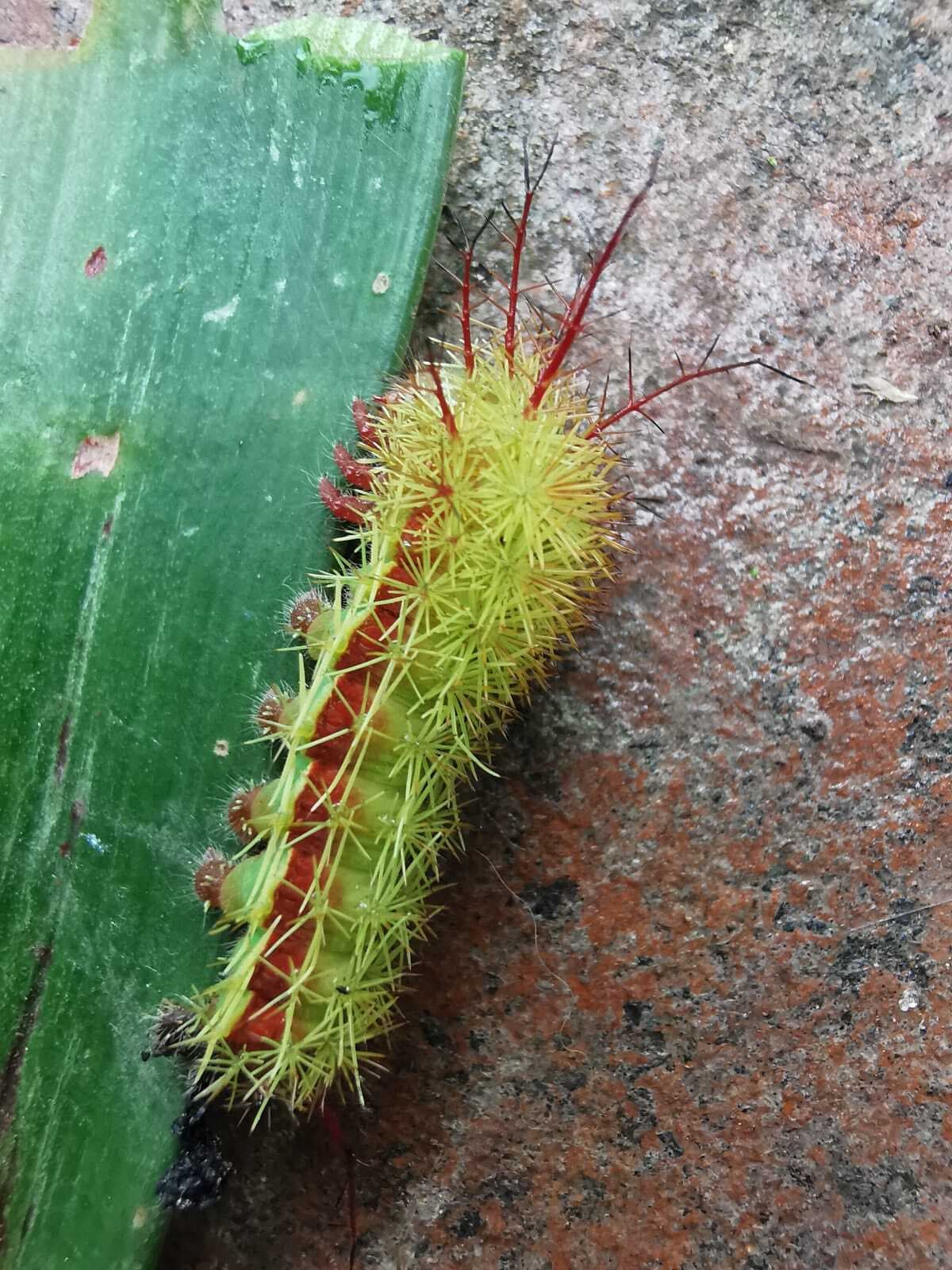 Matias Aguayo's 2031 Radio Show