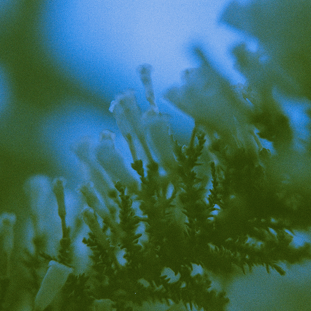 Floresta: Nicola Cruz with N-T-F-L // 25-01-21