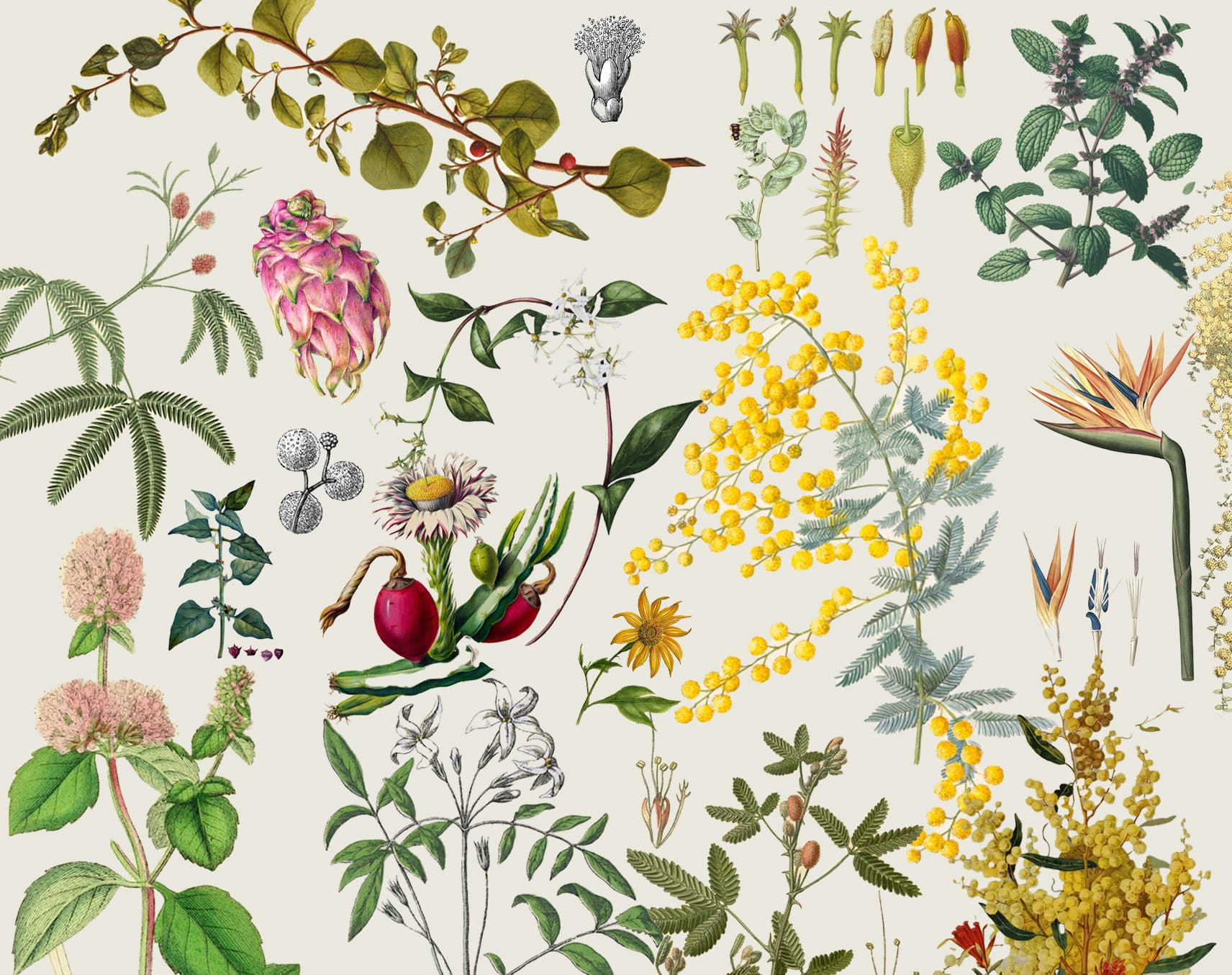 Australia Takeover: FLORAL AURAL w/ Sampology