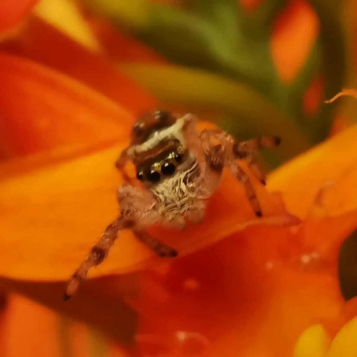 Matias Aguayo's 2031 Radio Show