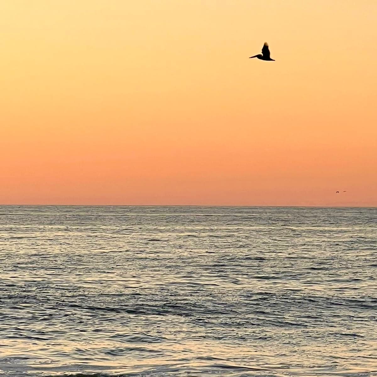 ¡QUE VIVA LA MÚSICA! CHAPTER NO.5 with El Dragón Criollo & El Palmas