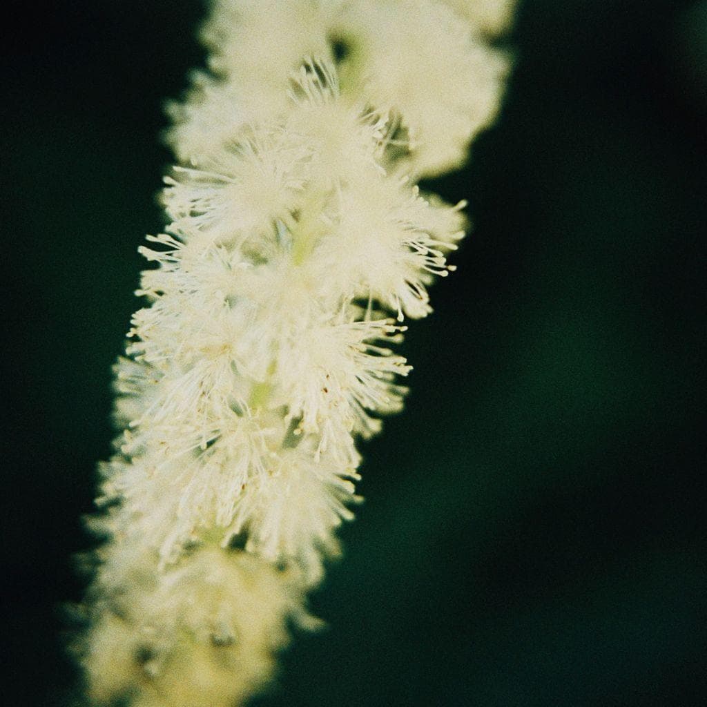 Floresta: Nicola Cruz with Ultima Esuna