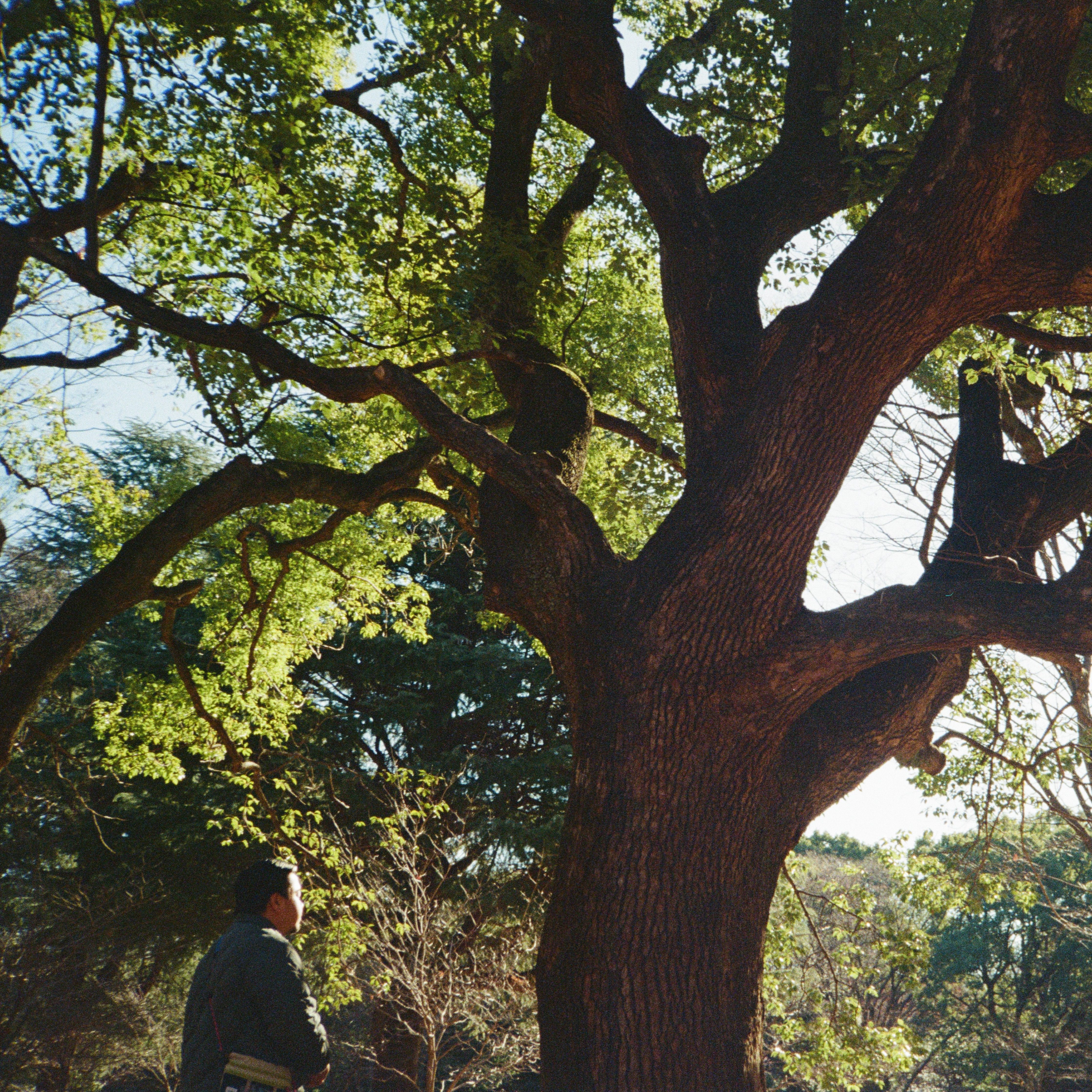 Sounds Nais w/ Local Sun