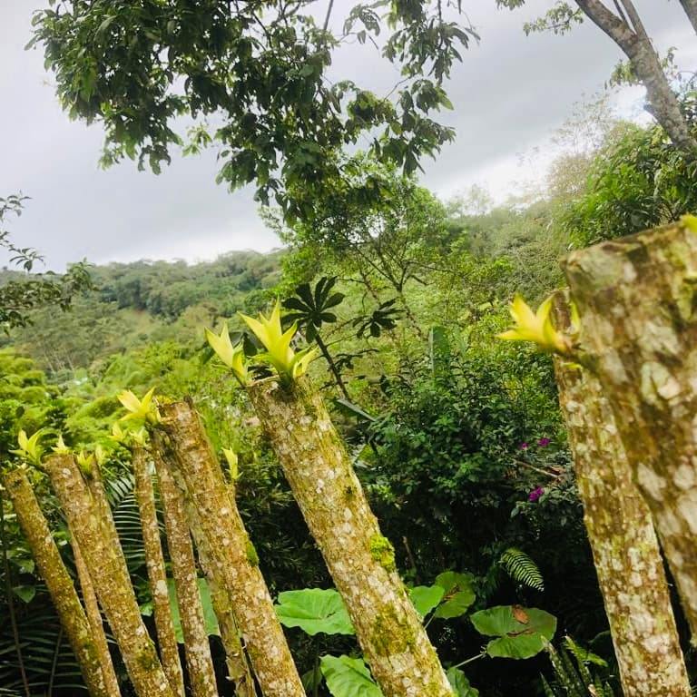 ¡QUE VIVA LA MÚSICA! Chapter No.3 with El Dragón Criollo & El Palmas