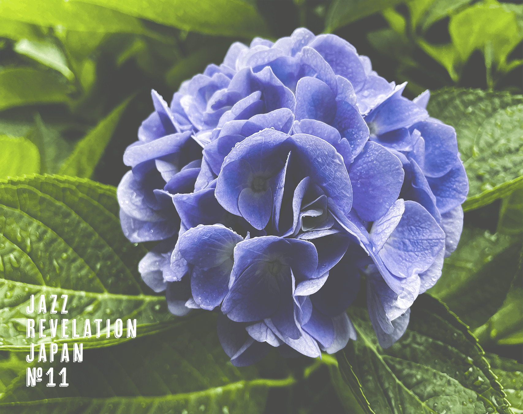 Jazz Revelation Japan: Shinya Fukumori