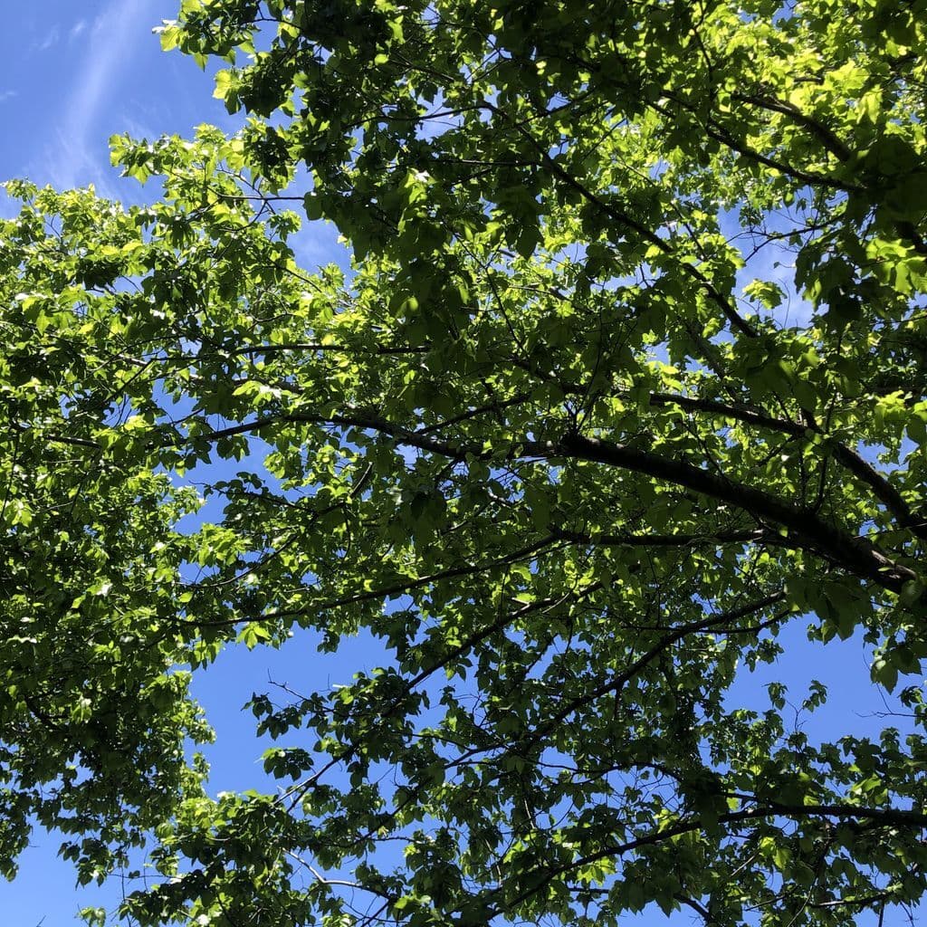 WW Melbourne: Prequel // 26-11-19