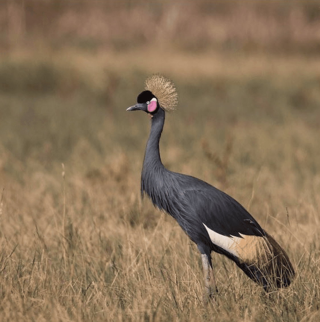 Auka with Shika Shika: A Guide to the Birdsong of... Special