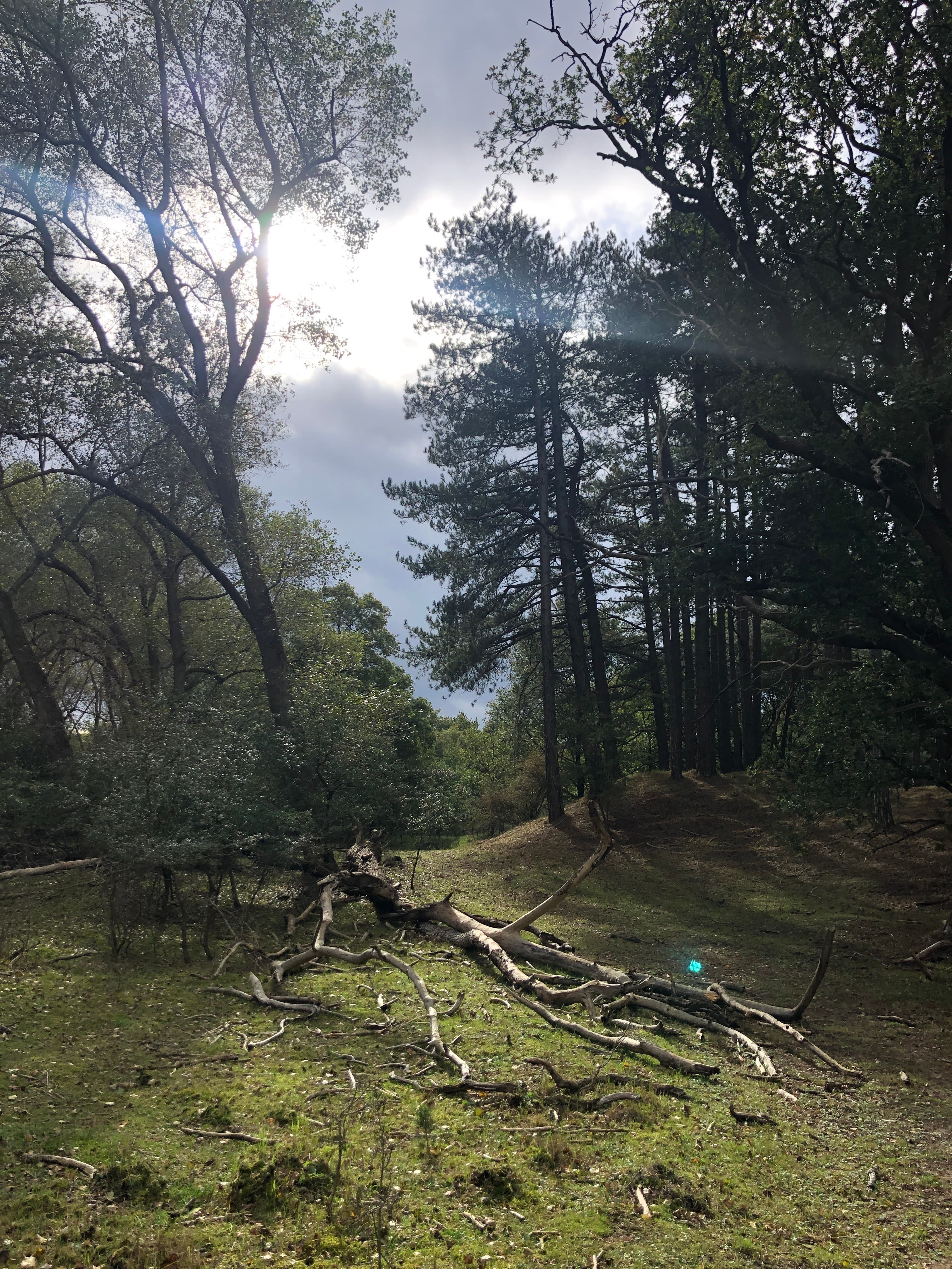 Ambient Flo with Orpheu The Wizard