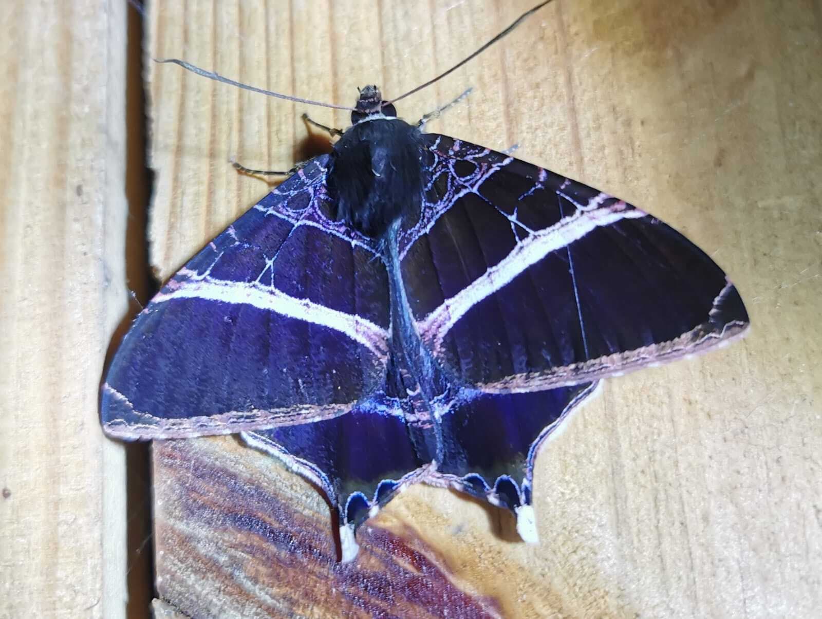 Matias Aguayo's 2031 Radio Show