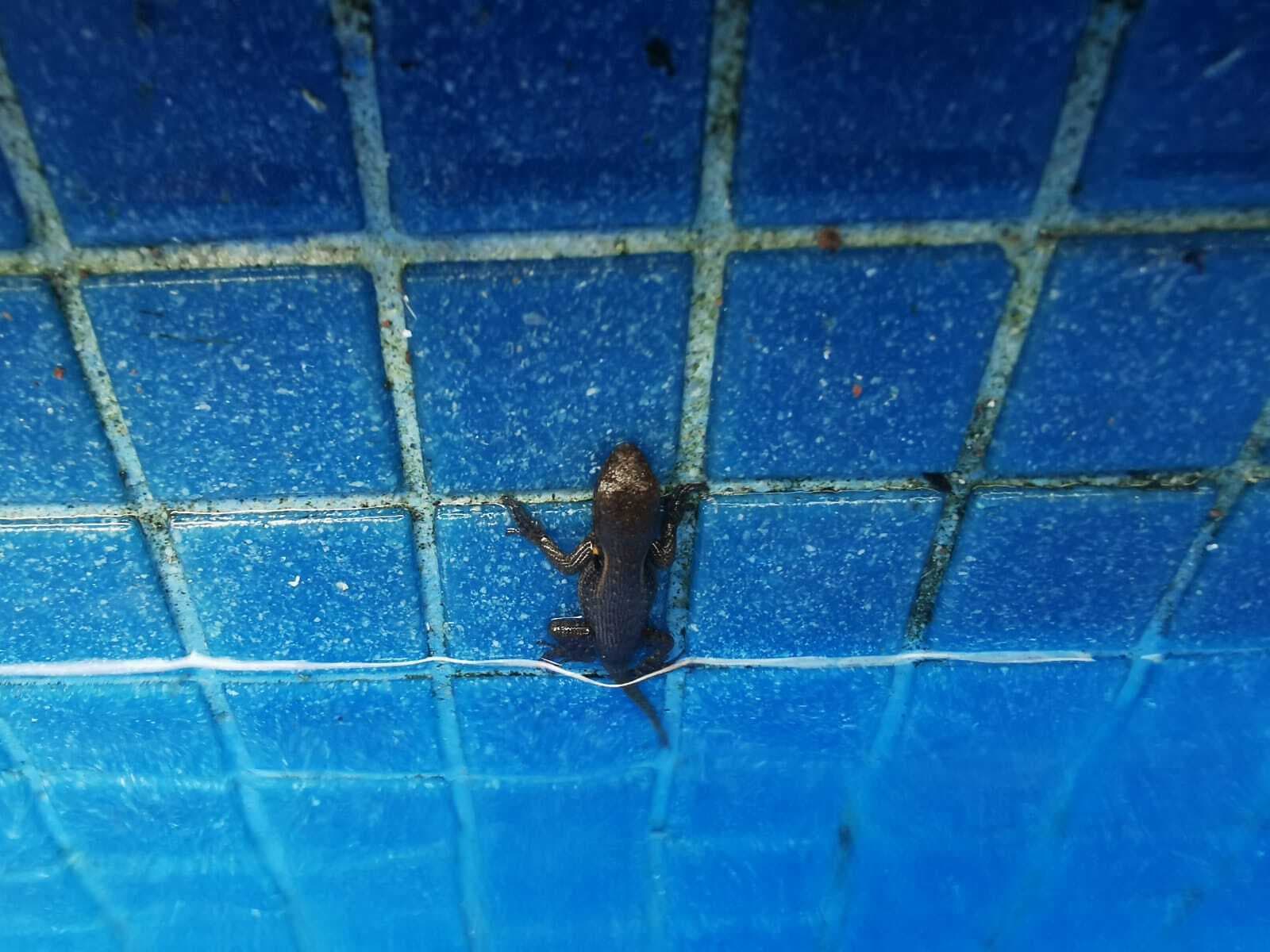 Matias Aguayo's 2031 Radio Show