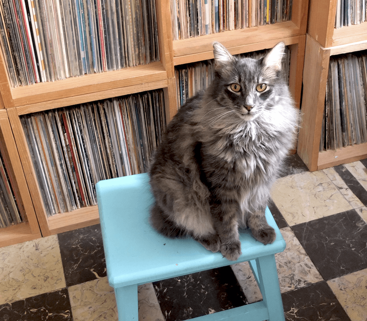 Head Sounds: Tostoni