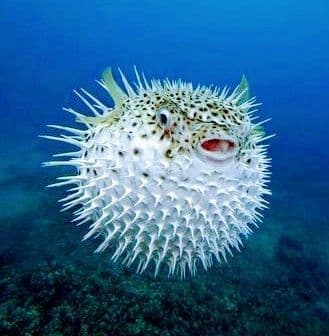 Breakfast Club Coco  with Tomer Baruch (Animals and Synthesizers)